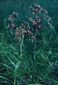 Image of Scirpus pendulus