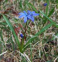 Image of Scilla siberica