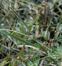 Image of Scleria verticillata