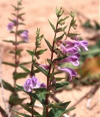 Image of Scutellaria galericulata