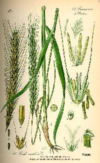 Secale cereale image