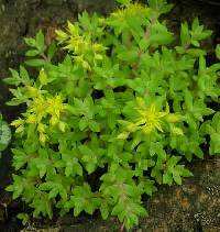 Image of Sedum sarmentosum
