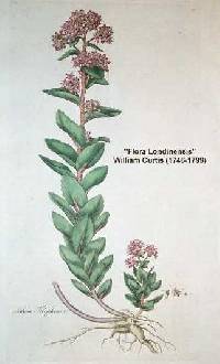 Hylotelephium telephium image