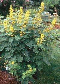 Image of Senna marilandica