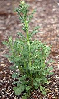 Image of Senecio sylvaticus