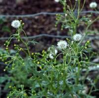 Senecio vulgaris image