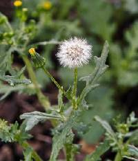 Senecio vulgaris image