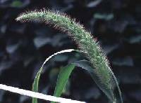 Setaria faberi image