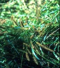 Setaria pumila subsp. pumila image