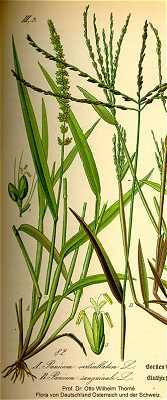Setaria verticillata image
