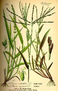 Setaria verticillata image
