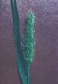Image of Setaria viridis