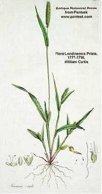 Image of Setaria viridis var. viridis