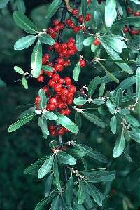 Image of Shepherdia argentea