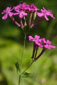 Atocion armeria image