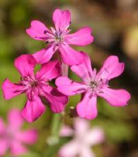Atocion armeria image