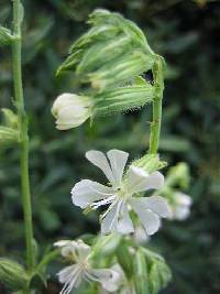 Silene dichotoma image