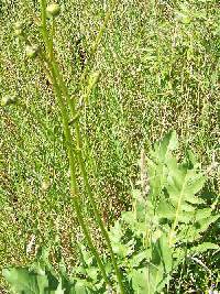 Image of Silphium laciniatum x s. terebinthinaceum