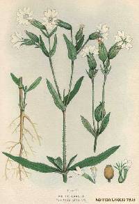 Image of Silene latifolia