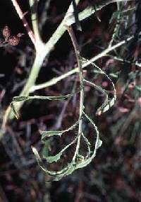 Sisymbrium altissimum image