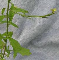 Image of Sisymbrium officinale