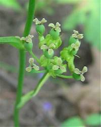 Smilax ecirrhata image