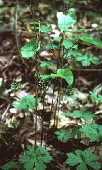 Smilax herbacea image