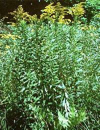 Solidago canadensis var. canadensis image