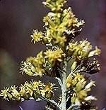 Solidago altissima subsp. altissima image