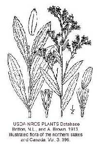 Image of Solidago mollis