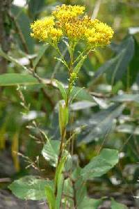 Image of Solidago ohioensis