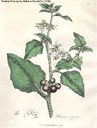 Solanum ptychanthum image