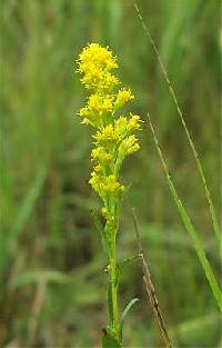 Solidago uliginosa image