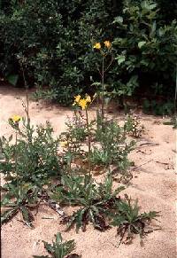 Sonchus arvensis subsp. uliginosus image
