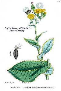 Image of Sonchus asper