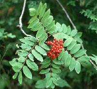 Image of Sorbus americana
