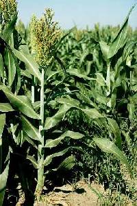 Sorghum bicolor subsp. bicolor image