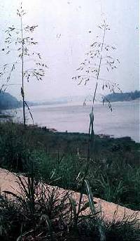 Image of Sorghum halepense