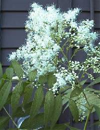 Image of Sorbaria sorbifolia