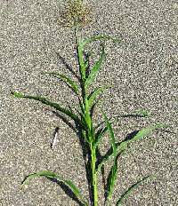 Sorghum X almum image
