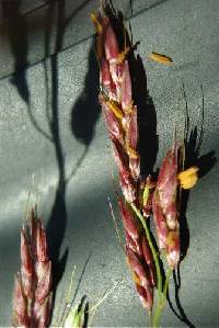 Sorghum X almum image
