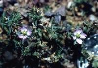 Spergularia rubra image