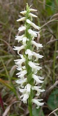 Image of Spiranthes magnicamporum