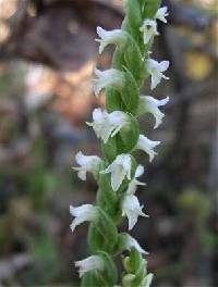 Image of Spiranthes ovalis var. erostellata