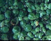 Image of Spirodela polyrrhiza