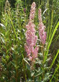 Spiraea tomentosa var. rosea image