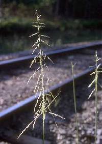 Sporobolus cryptandrus image