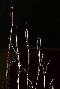 Sporobolus neglectus image
