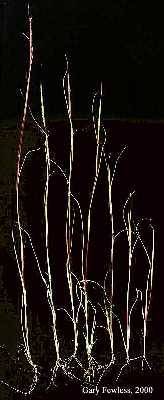 Image of Sporobolus neglectus