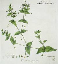 Image of Myosoton aquaticum